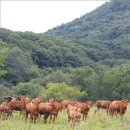 산지생태축산시대를 열자 놀리는 산림 속 가축 방목…자연친화적 미래 축산 이미지