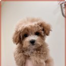 행복한 강아지 이미지