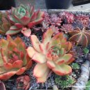 진기농장 이미지