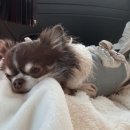 웰니스펫뷰티 이미지