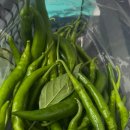 가지와나니 이미지