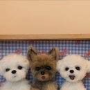 몽글 | 몽글공방 후기 (강아지 액자, 비숑, 말티즈, 요크셔 )🐶🐾🩶