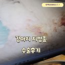 별사랑동물병원 | 강아지쥐젖 강아지혹 강아지지방종 강아지지방종수술후기 별내동동물병원 별사랑동물병원
