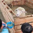 화성사슴농장 | 용인 아이랑 가볼만한 곳, 화성 아이와 가볼만한 곳 - 헤븐온어스 동물체험농장 다녀온 후기