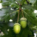 떡갈나무(Oak)~~ 꽃말;사랑은 영원히 이미지