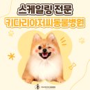 키다리아저씨 동물병원 이미지