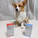 다움병원 | 농심에서 강아지 영양제도 나온다! 농심 반려다움 강아지 영양제