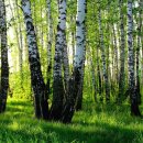 자작&white 이미지