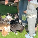 휘바핀란드위드플레이정글 이미지