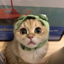 릴리모네 이미지