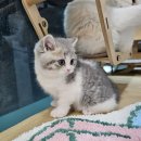 강남 고양이 분양 냥블리 이미지