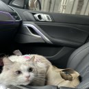 리온동물병원 | 두산동 리온동물병원 고양이 동물병원 추천 수성구동물병원