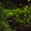 반딧불이의 기억 이미지