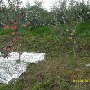 병서네 농장 이미지