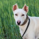 양주24시해든동물의료센터 이미지