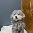 도도그루밍 이미지