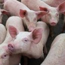 돼지두마리 이미지