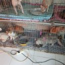 고양이 주택 이미지