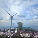 10월13일 거창감악산보라빛 아스타국화 @창포원가을 이미지