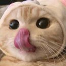 원조꼬리곰집 네이버블로그