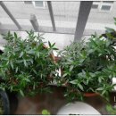 허브나무 이미지