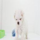 까비애견 이미지