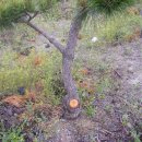 이화봉농장 이미지