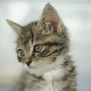 도로시캐터리 이미지