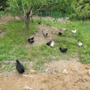 세동산골농원 이미지