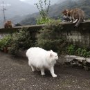 냥이와 양이 이미지