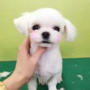 아지케어 이미지