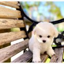 인천강아지분양 고양이분양 24시 데려가개 청라점 | 인천강아지분양 고양이분양 24시 데려가개 청라점 추천해욤