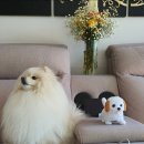 꽃보다 이쁘개 이미지