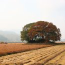 당숲 느티나무 앞 이미지