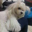 몽이묭실 이미지