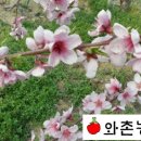와촌 농장 이미지