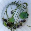 후인농장 이미지