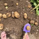 꽃무지풀무지유치원 이미지