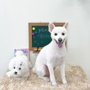 꼬맹이그루밍 이미지