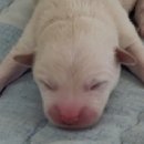 남부여 보호소 동물병원 이미지