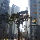 고목나무