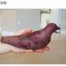 구구마