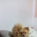콜라PC 이미지
