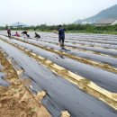 천기농장 이미지