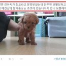 진짜 Daum카페