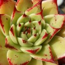 티엠(TM) 이미지