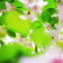 헤롯 이미지