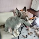 통영반려견 셀프목욕탕 이미지