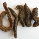 육종용(오리나무더부살이)의 효능 이미지