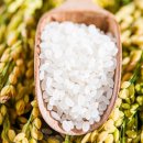 현대 라이스 위탁 영농조합법인 이미지